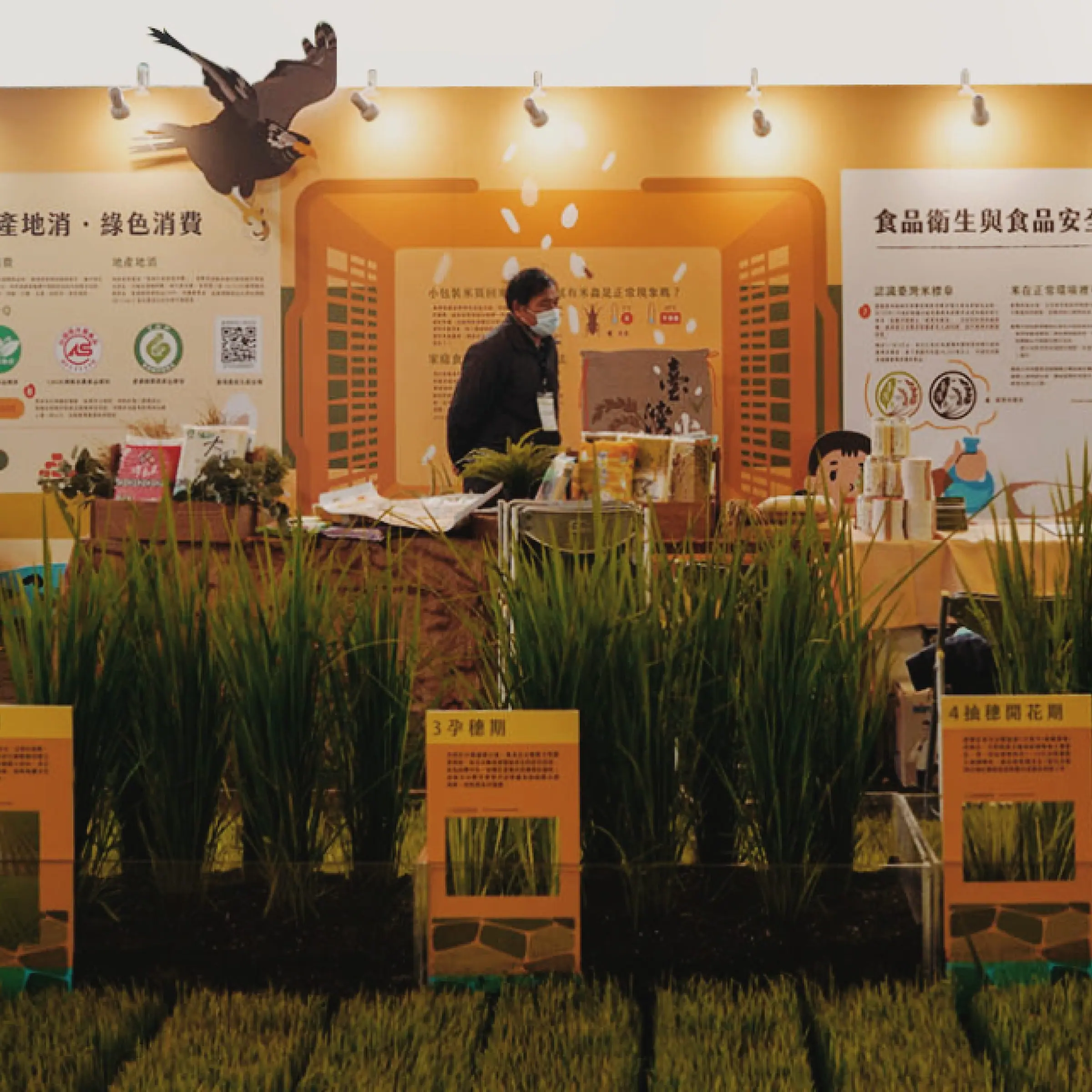 國產米食展覽攤位夜間實景，稻米生長週期體驗區
